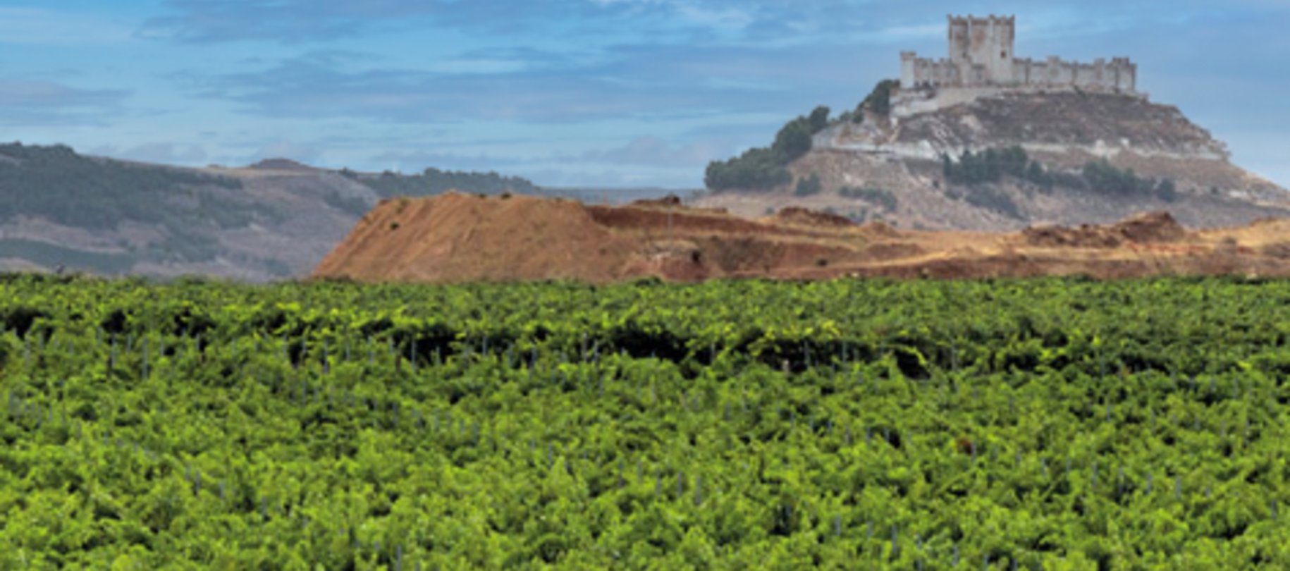 Vino de la Tierra de Castilla y Leon