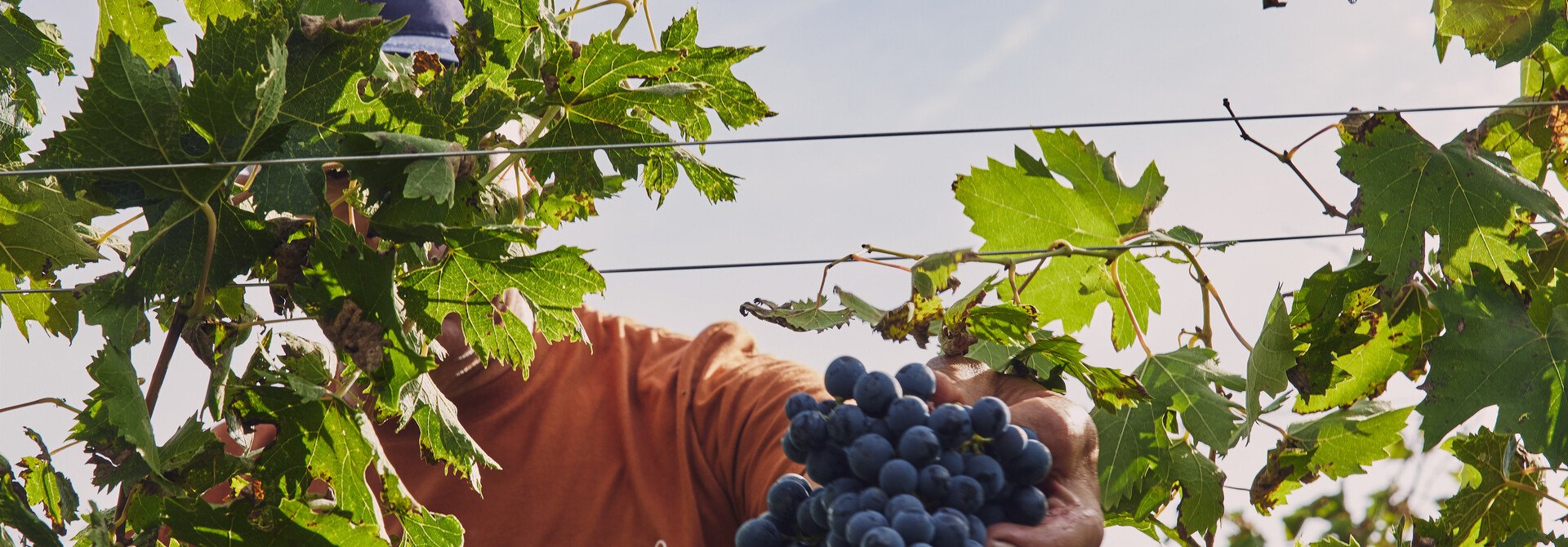De (her)ontdekking van Marramiero