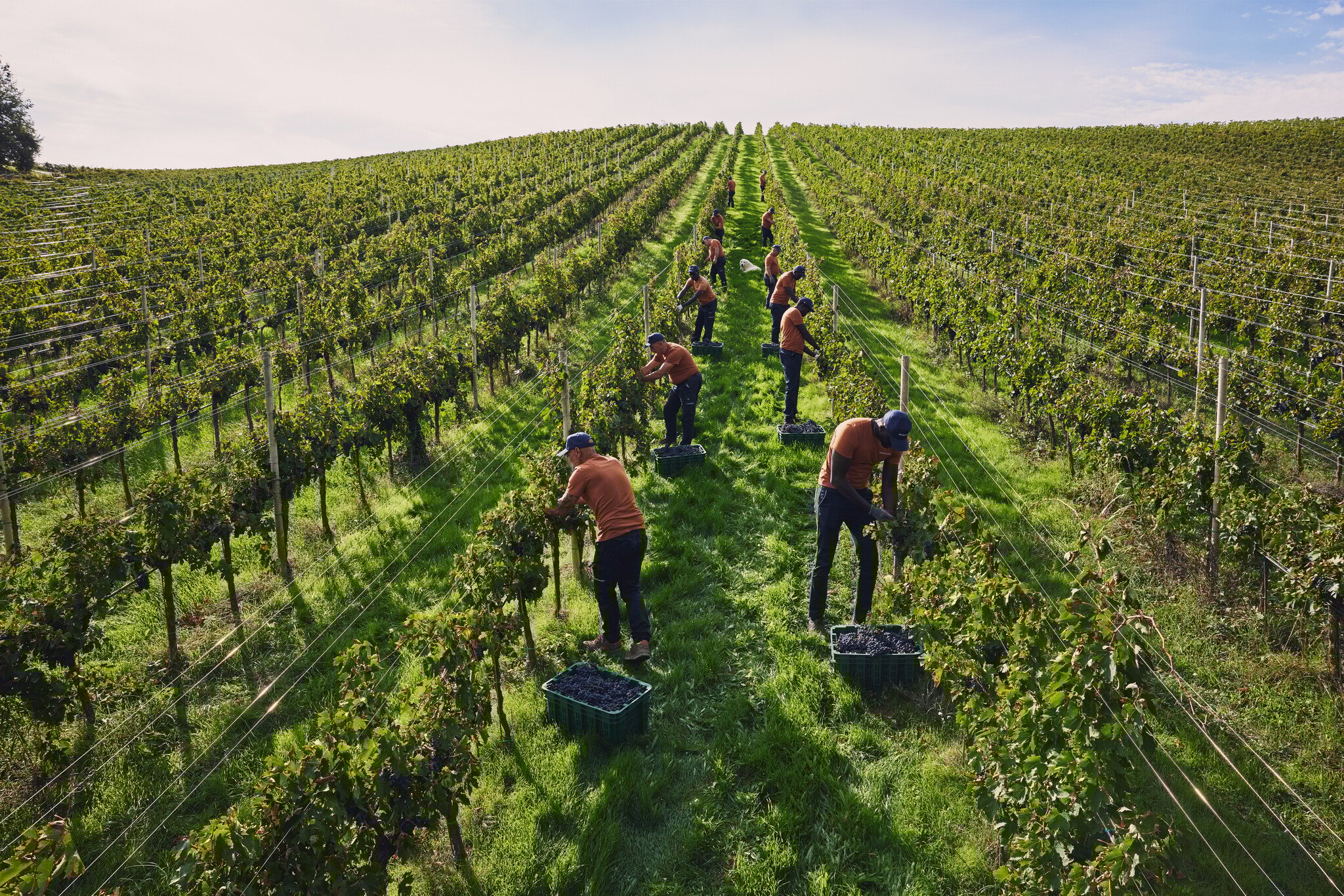 Marramiero, druiven oogsten in de abruzzen
