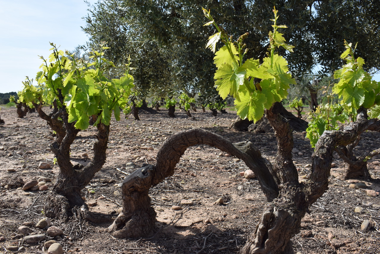 Oudste Single Vineyard van Rioja