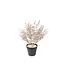 HOUSE VITAMIN Housevitamin Plant With Pot 202540 Bronze Gold