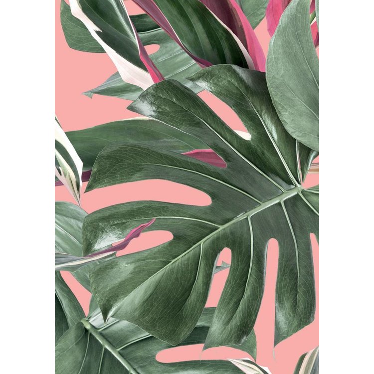 KEK Amsterdam KEK Amsterdam Fotobehang Botanical Monstera roze