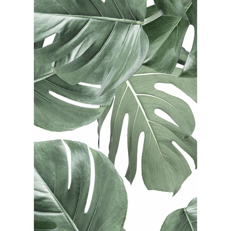 KEK Amsterdam KEK Amsterdam Photo Wallpaper Botanical Monstera white