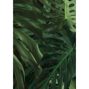 KEK Amsterdam KEK Amsterdam Fotobehang Tropisch Monstera