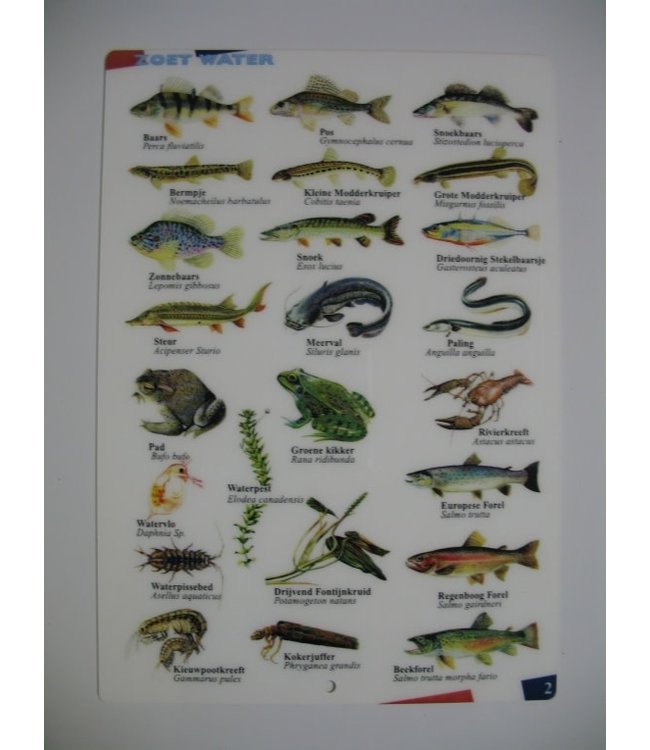 Determinatiekaart Zoet water NL