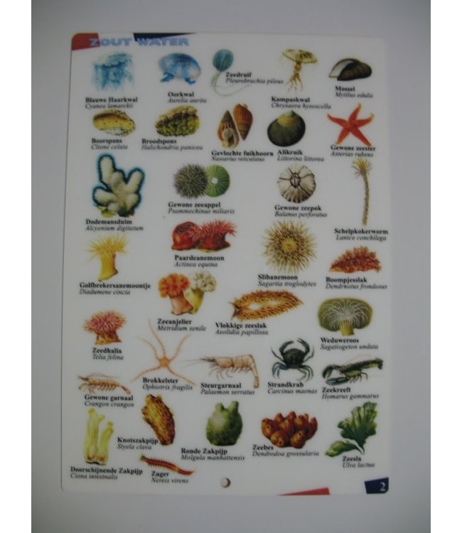 Determinatiekaart Zout water NL