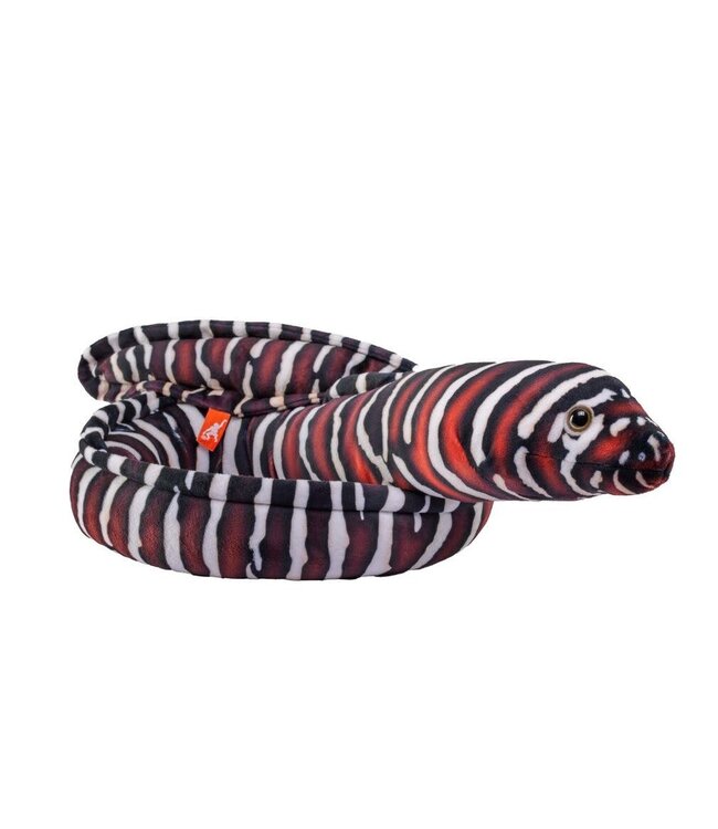 Eel Moray Zebra 137cm