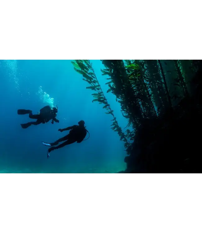 PADI Diep duiken elearning