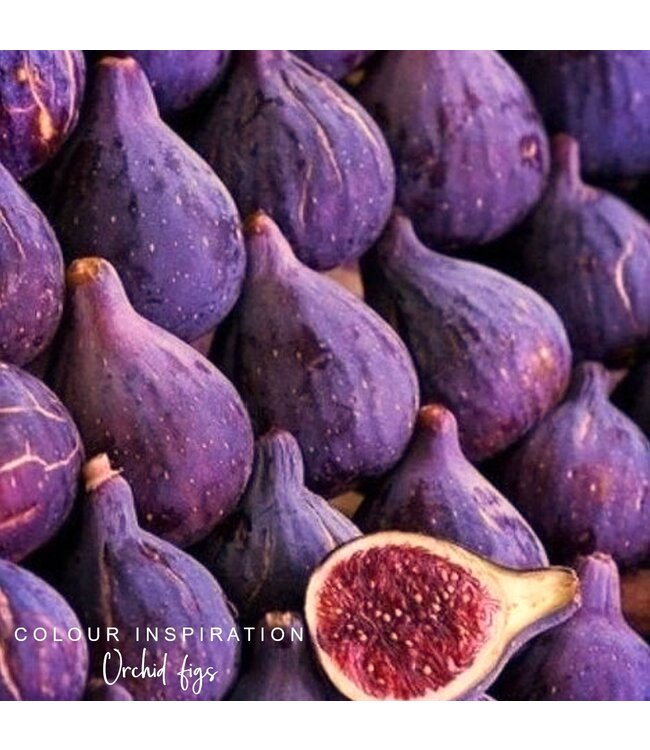 Oorbellen Cookie-Orchid Purple