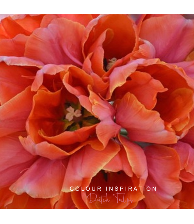 Bracelet Set 4-Dutch Orange