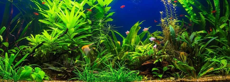 LED Verlichting Aquarium - Alles je moet weten -