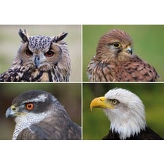 A4 Miniposter roofvogels