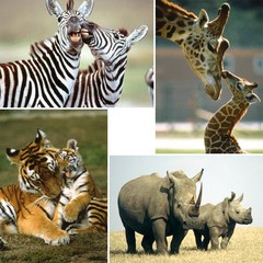 Wilde dieren - miniposter A4