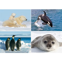 Pooldieren - miniposter A4