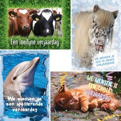 Dieren met felicitatie - miniposter A4