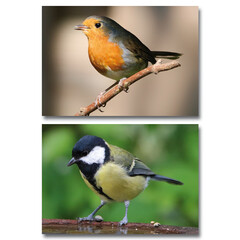 Vogels - miniposter A4