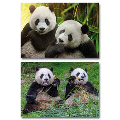 A4 Reuzewenskaarten Panda's en Koala's