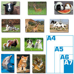 Dieren foto's (A7) kleine kaarten pakket