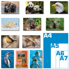 Dieren foto's (A4) reuzewenskaarten pakket