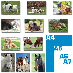 Dieren foto's (A4) reuzewenskaarten pakket