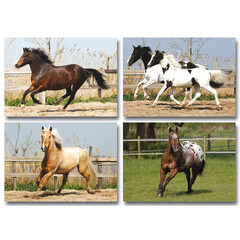 Reuzewenskaarten paarden -A4