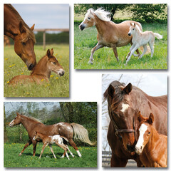 Paard met veulen - miniposter A4
