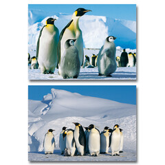 Reuzewenskaarten pinguins - A4