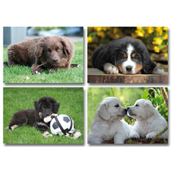 Jonge honden kaarten A4