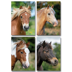 Reuzewenskaarten paardenhoofden - A4