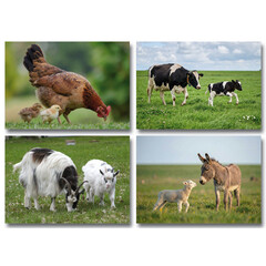 Boerderijdieren - miniposter A4