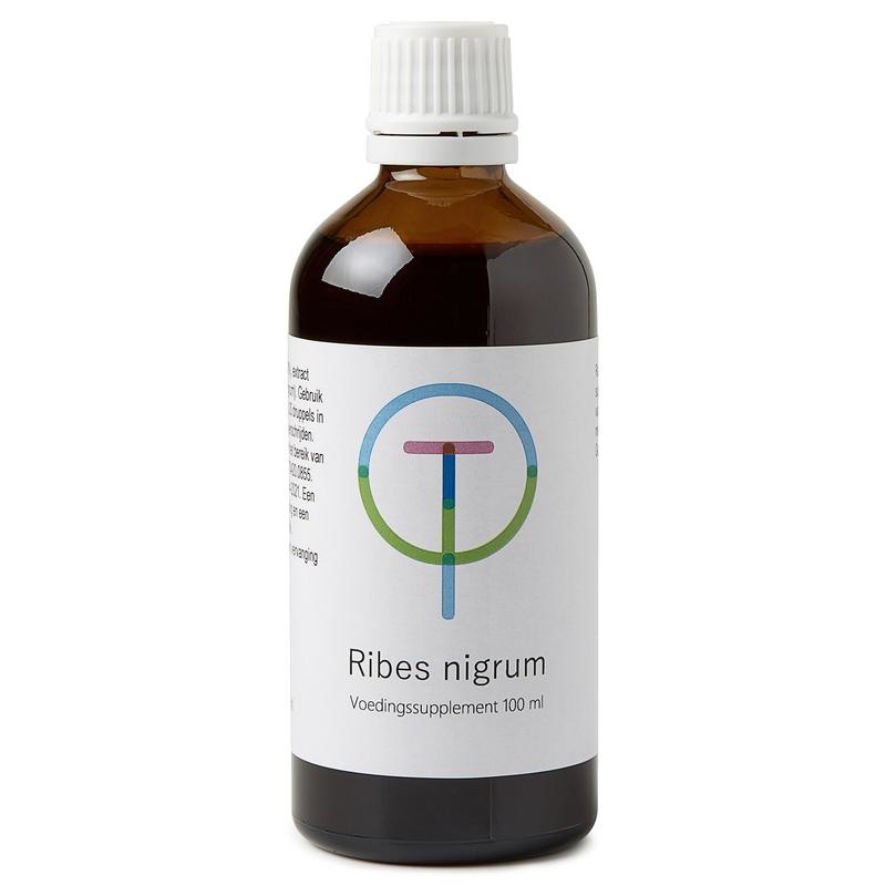 Ribes nigrum zwarte bes Ribes nigrum zwarte bes
