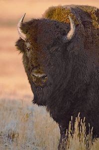 Animal Essences Buffalo (buffel) (30 ml)