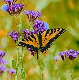 Animal Essences Butterfly (vlinder) (30 ml)