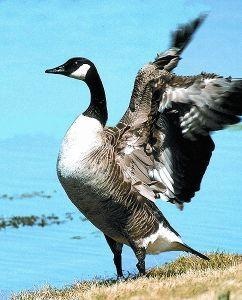 Animal Essences Canada goose (Canadese gans) (30 ml)