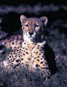 Animal Essences Cheetah (jachtluipaard) (30 ml)