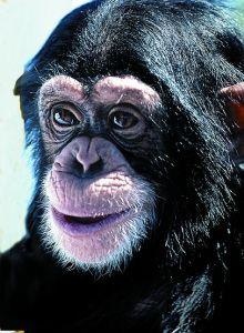 Animal Essences Chimpanzee (30 ml)