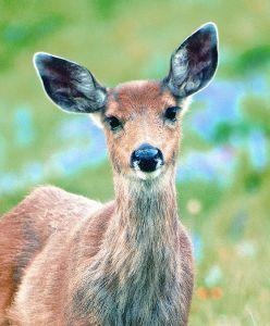 Animal Essences Deer (hert) (30 ml)