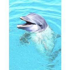 Animal Essences Dolphin (doflijn) (30 ml)