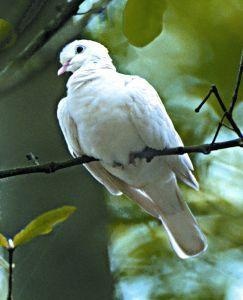 Animal Essences Dove (duif) (30 ml)
