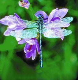 Animal Essences Dragonfly (libelle) (30 ml)