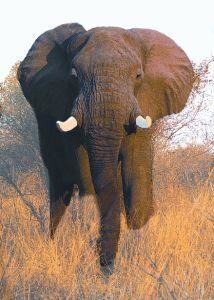Animal Essences Elephant (olifant) (30 ml)