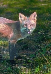 Animal Essences Fox (vos) (30 ml)