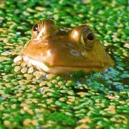Animal Essences Frog (kikker) (30 ml)