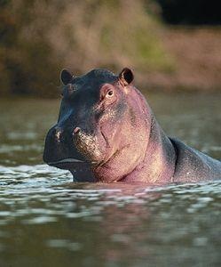 Animal Essences Hippopotamus (nijlpaard) (30 ml)
