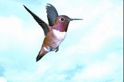 Animal Essences Hummingbird (kolibri) (30 ml)