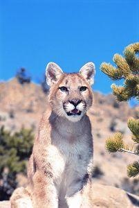 Animal Essences Animal Essences Mountain lion (poema) (30 ml)