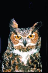 Animal Essences Owl (uil) (30 ml)