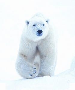 Animal Essences Polar bear (ijsbeer) (30 ml)