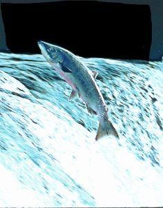 Animal Essences Salmon (zalm) (30 ml)