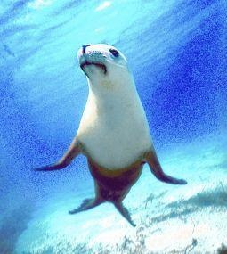 Animal Essences Animal Essences Seal (zeehond) (30 ml)